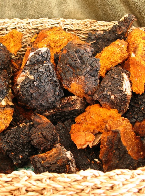 chaga à vendre